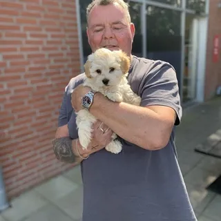 Plads til lille rolig hund.<br />Gerne ret nyt eller godt vedligeholdt.