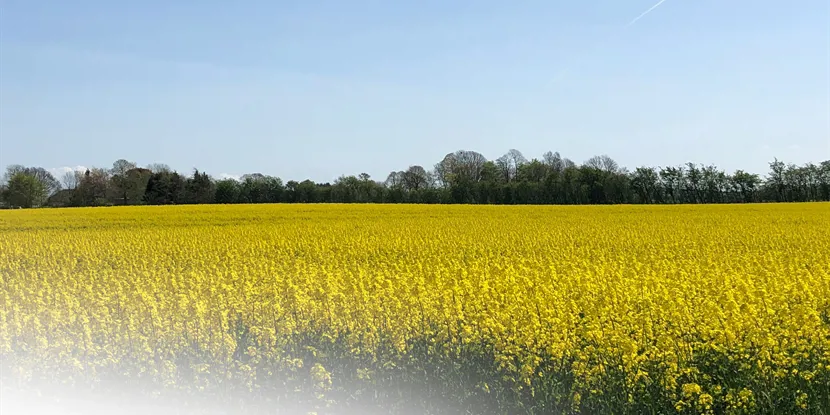 Viborg: Historien, kulturen og naturens by